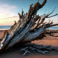 Driftwood Stump on the Beach