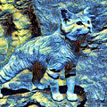 Vincent's Cat
