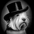 Westie in a Top Hat Black and White